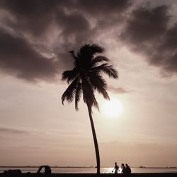 Silhouette of palm trees at sunset