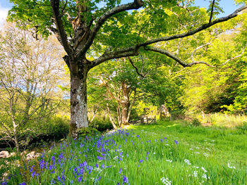 Scenic view of trees in park