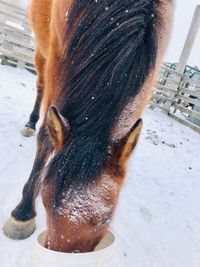 Close-up of a horse on snow