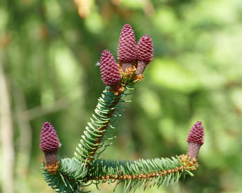 Close-up of red flower