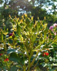 Close-up of plant