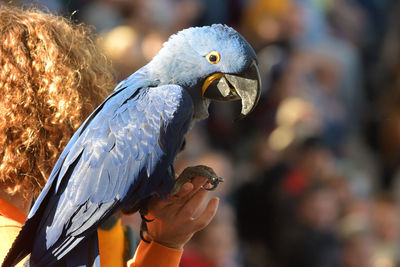 Close-up of a bird perching on hand