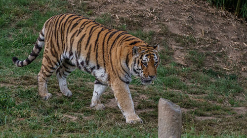 Tiger on field