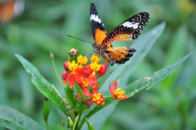 Close-up of butterfly on flower