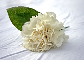 Close-up of white rose on table