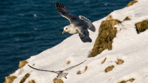 Seagulls flying over sea