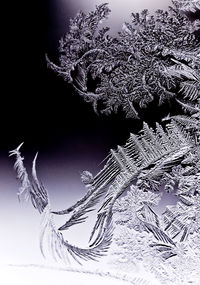 Close-up of tree against sky during winter