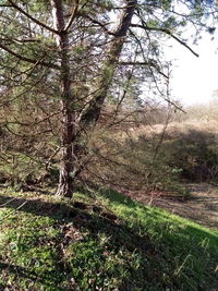 Plants growing on land