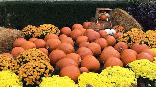 Various flowers for sale at market stall