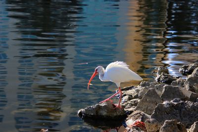 White ibis bird perching on rock in lake