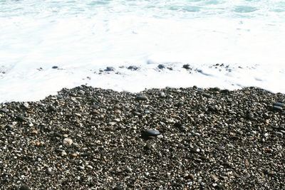 Close-up of birds in sea against sky