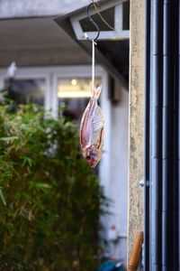 Close-up of fish hanging by wall