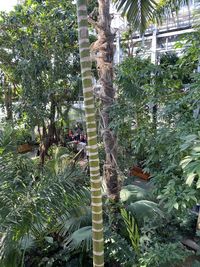 People on palm trees in forest