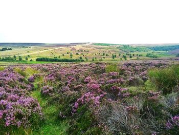 Plants growing on field