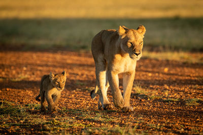 Lioness walking down sandy track with cub