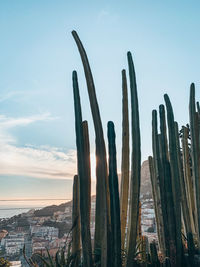 Cactus growing in city against sky during sunset