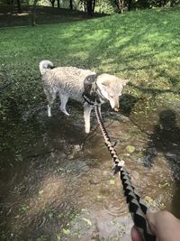 Dog lying in a water