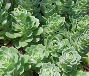 Full frame shot of succulent plant