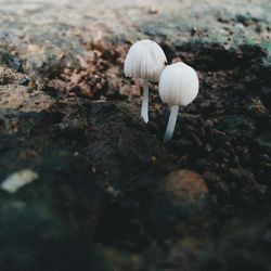 Close-up of mushroom on field