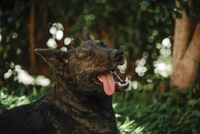 Close-up of a dog looking away