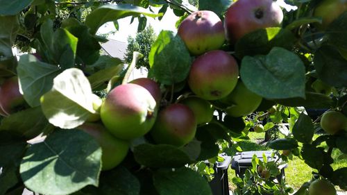 Low angle view of fruits growing on tree