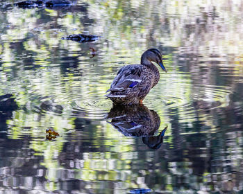 Duck swimming in lake
