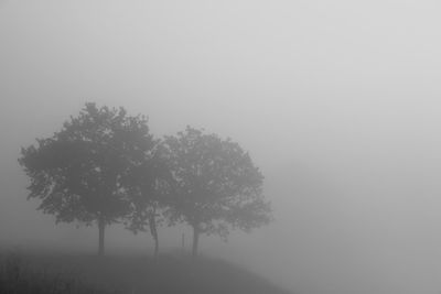 Trees against sky during foggy weather