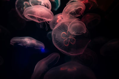 Close-up of jellyfish swimming in sea