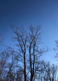 Low angle view of bare tree against clear blue sky