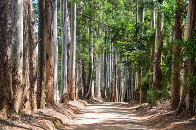 Footpath amidst trees in forest