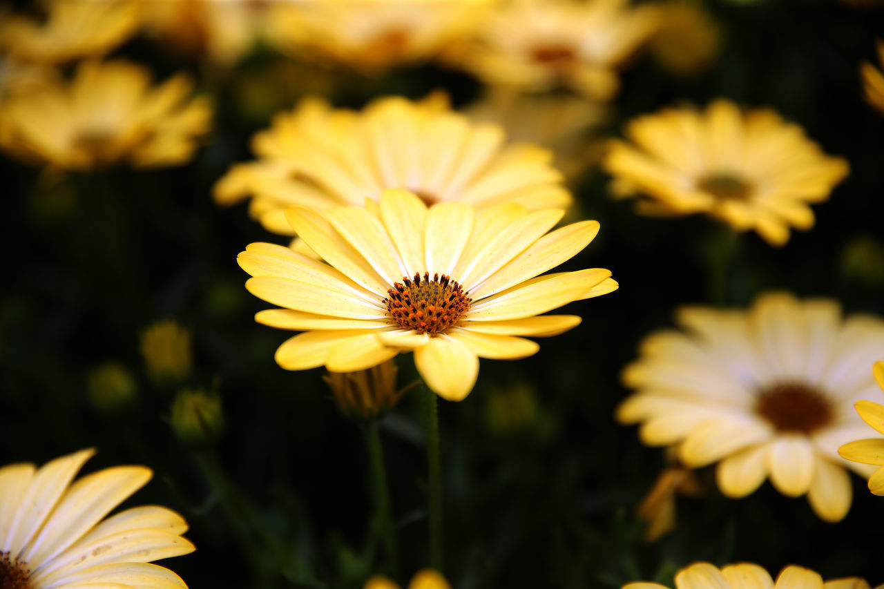 CLOSE-UP OF FLOWER AGAINST YELLOW FLOWERING PLANTS