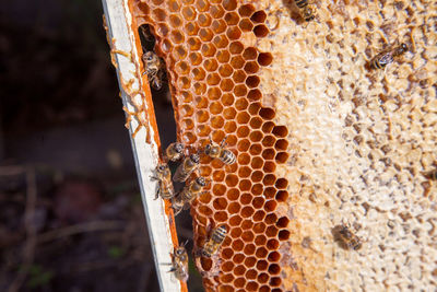 Close-up of bees on honeycomb