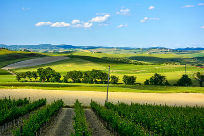 Scenic view of agricultural field against sky