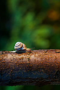 Close-up of snail on tree branch