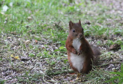 Squirrel on field