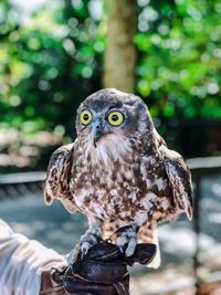 Cropped hand of person holding owl against trees