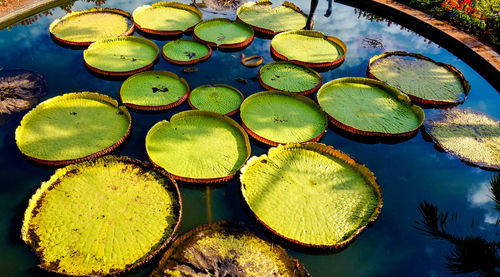 High angle view of lotus leaves floating on lake