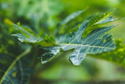 Close-up of leaf
