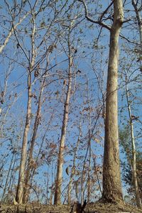 Low angle view of trees against sky