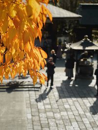 autumn