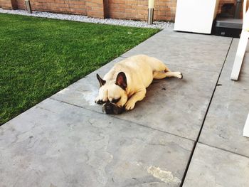 Dog lying down outdoors