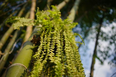 Close-up of fresh green plant