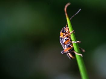 Close-up of insect on leaf