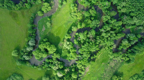 High angle view of rice field