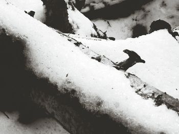 Close-up of birds on snow