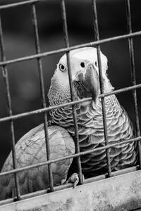 Close-up of a bird in cage