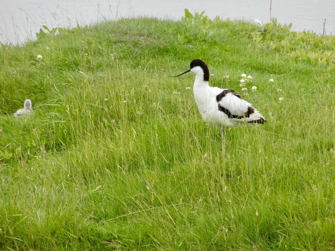 Avocet with chick