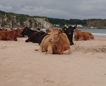 Cows relaxing on shore