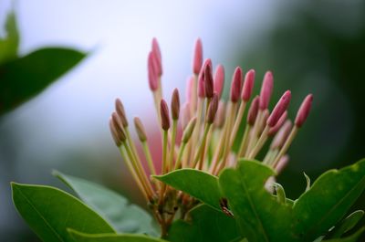 Close-up of pink flowering plant