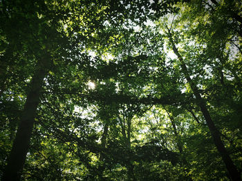 Low angle view of trees